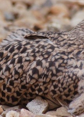 Ромашка (36), No phrase key specified, 1,485 ₽ час, , Фетиш, тел +7(928)687-09-73