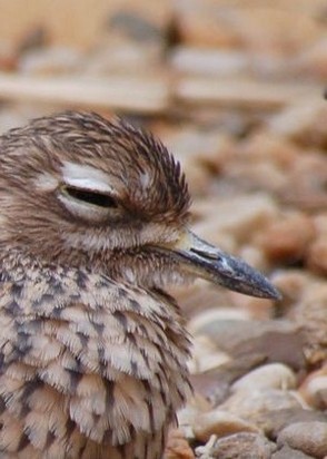 Батончик (19), No phrase key specified, 13,376 ₽ час, , Бондаж, тел +7(904)729-84-32