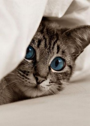 TEST (33), Щукинская, 25,000 ₽ час, , Стриптиз не профи, тел +7(989)391-26-05